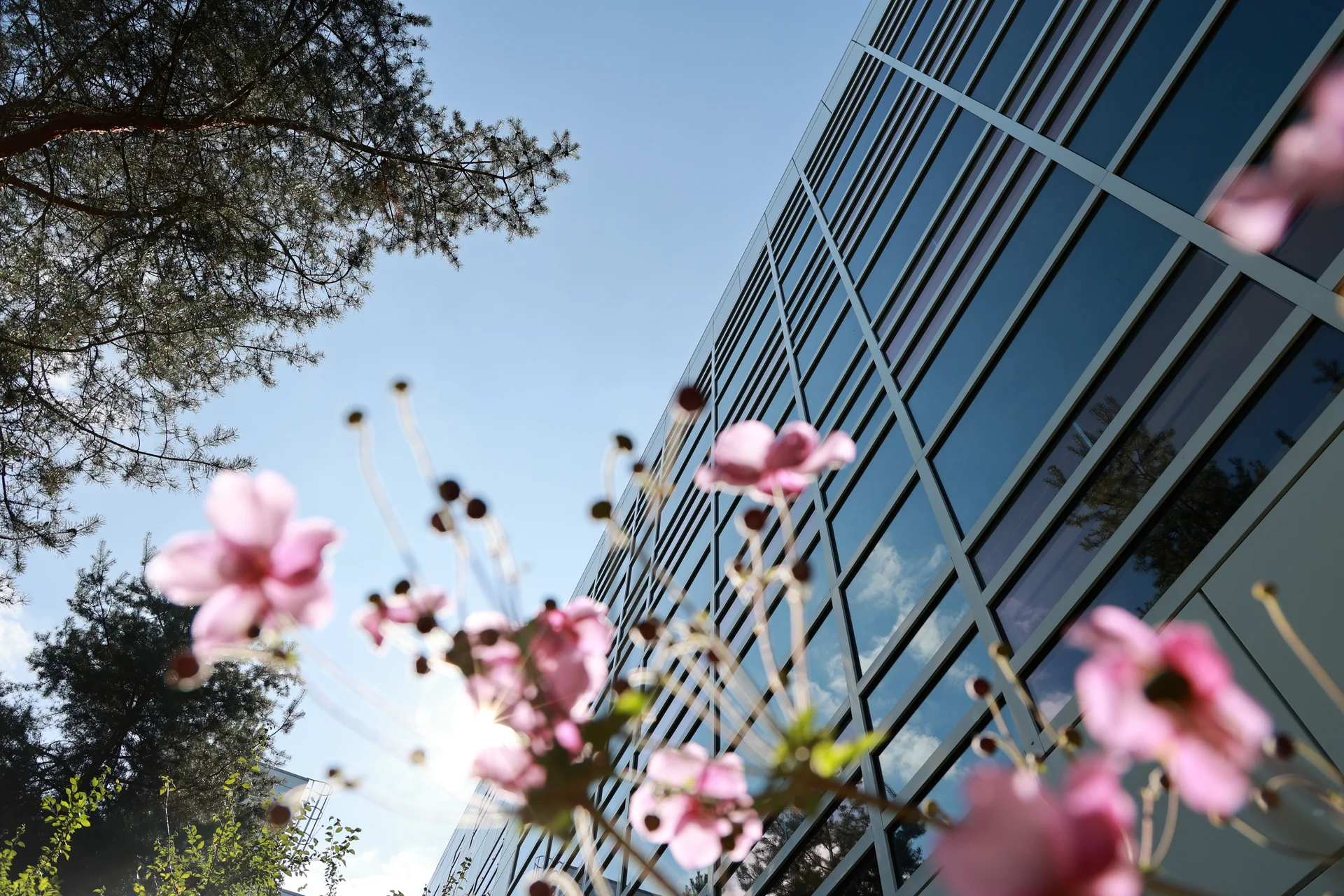 In the foreground of the picture are pink flowers. The background shows trees and the windows of a DRÄXLMAIER building.