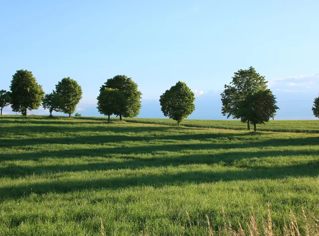 A field with trees. Above it a blue sky