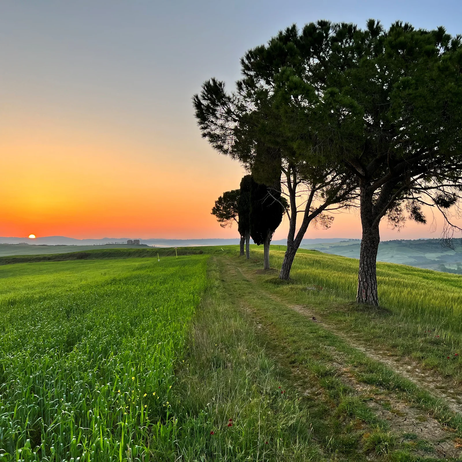 A sunset on a field. Trees and a wide landscape in the background.