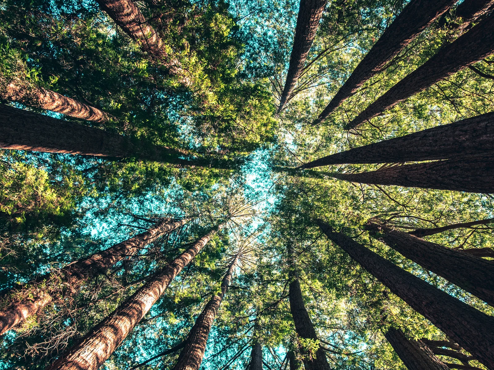 Zahlreiche Baumkronen vom Waldboden aus nach oben fotografiert.