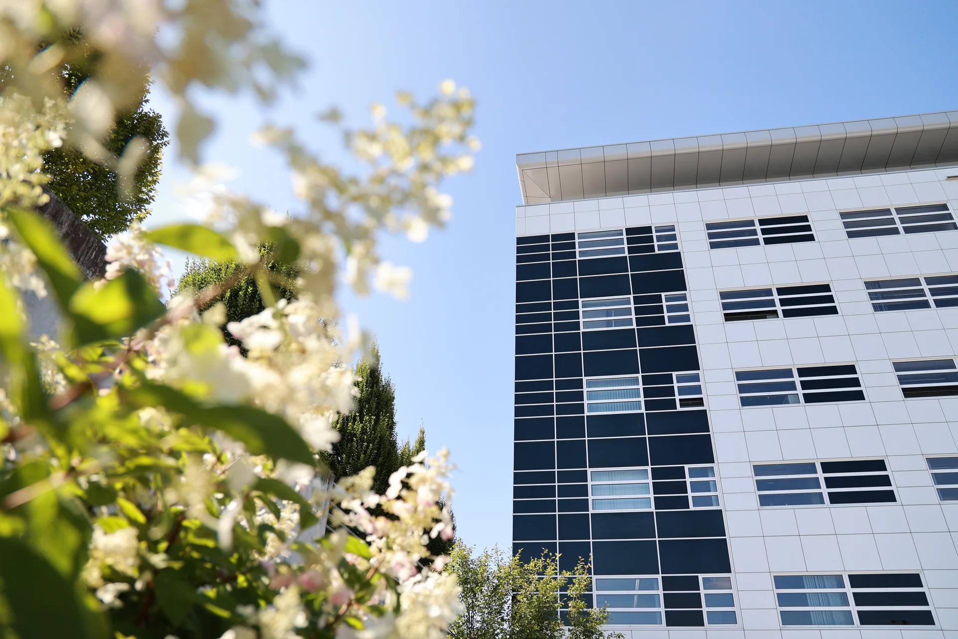 A DRÄXLMAIER building in Vilsbiburg. There are white flowers in the foreground on the left.