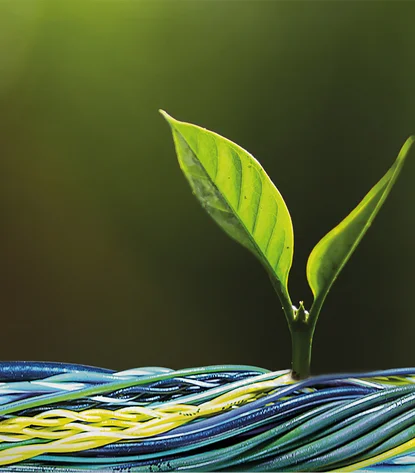 A cable harness from which a small plant grows.