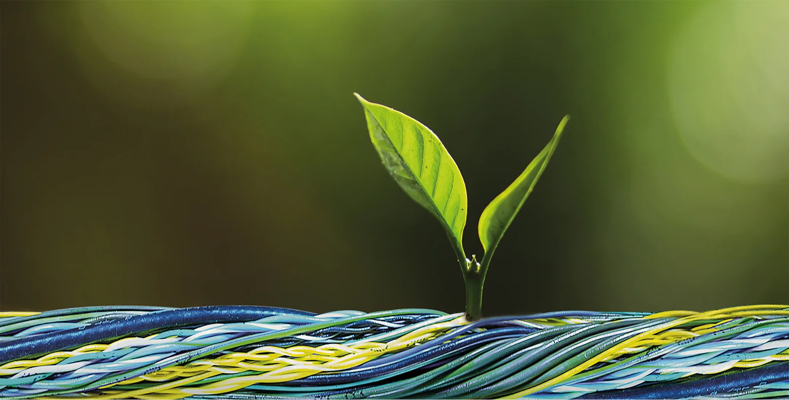 A cable harness from which a small plant grows.
