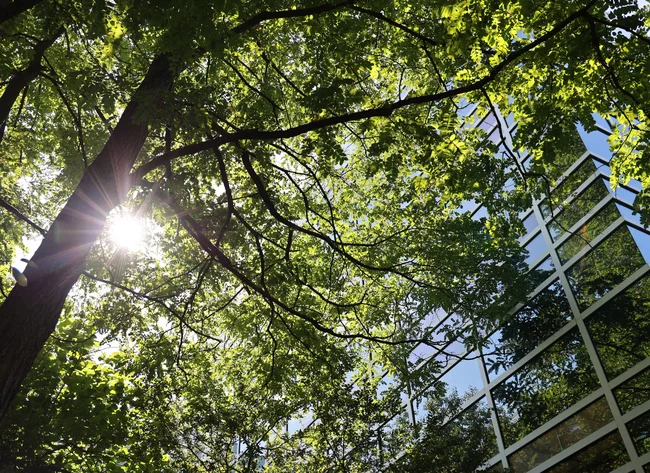 The sun shines through a deciduous tree in front of a DRÄXLMAIER building.