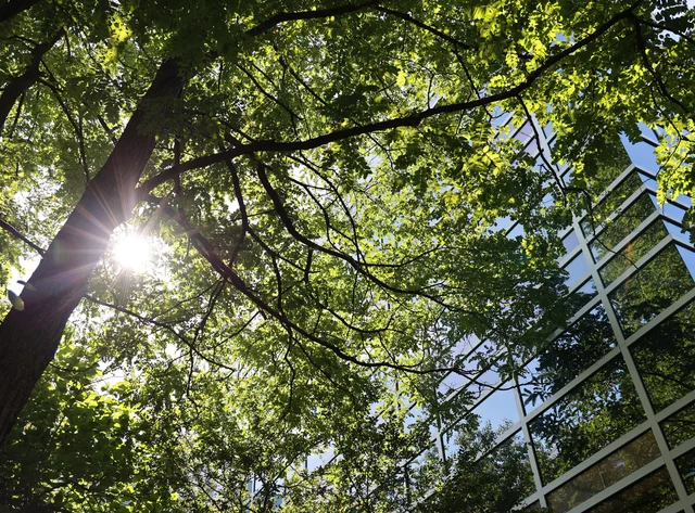 Die Sonne scheint durch einen Laubbaum vor einem DRÄXLMAIER Gebäude.