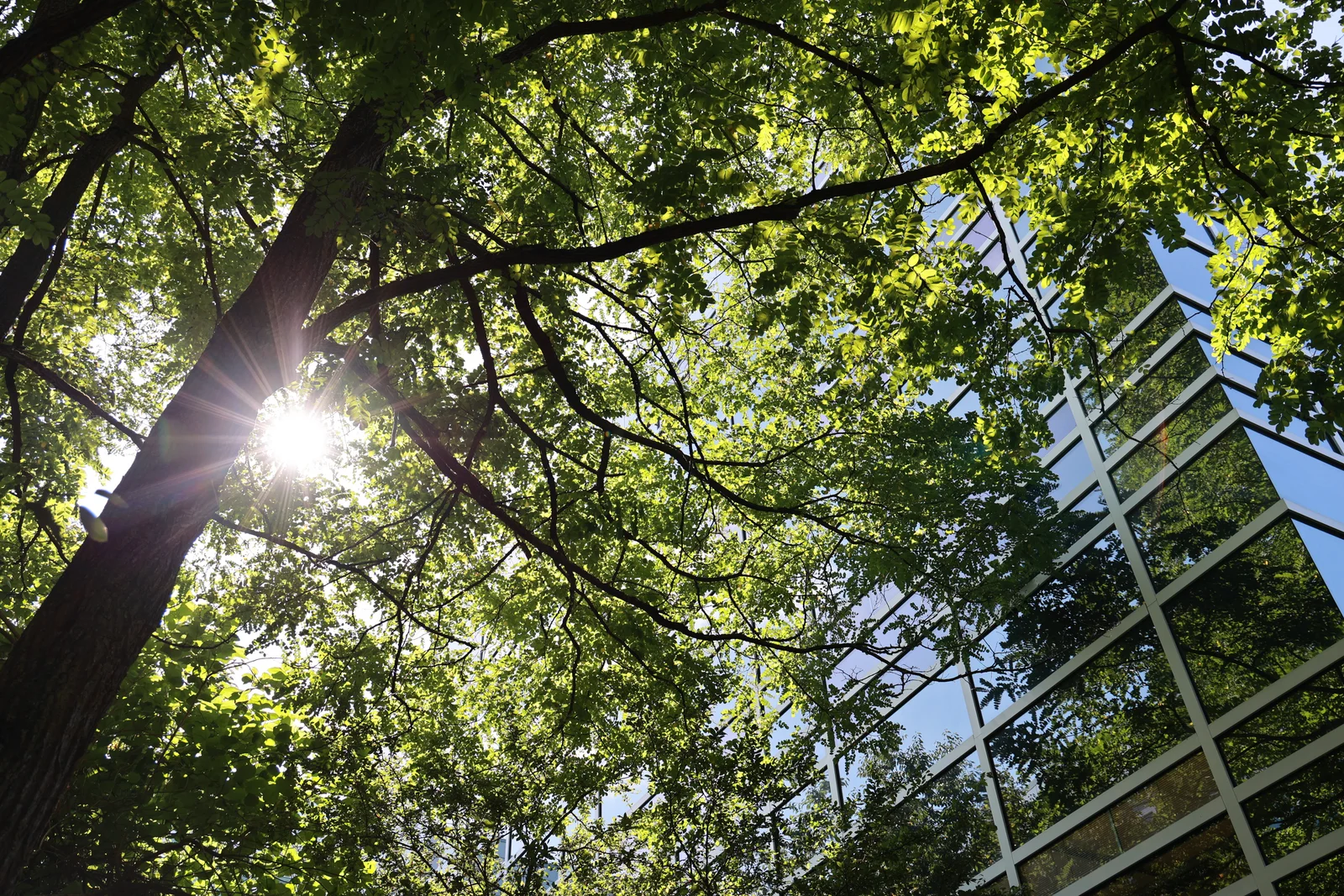 Die Sonne scheint durch einen Laubbaum vor einem DRÄXLMAIER Gebäude.