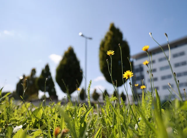 A meadow with yellow flowers growing on it. In the background, trees and a DRÄXLMAIER building in Vilsbiburg.