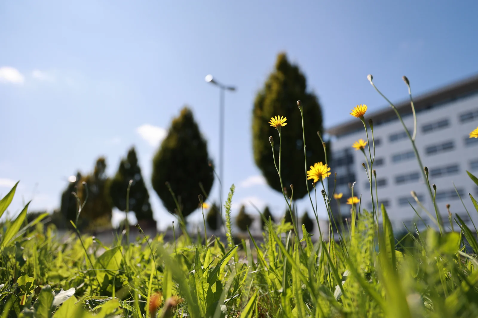 A meadow with yellow flowers growing on it. In the background, trees and a DRÄXLMAIER building in Vilsbiburg.